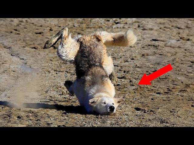 The Hilarious Animals Video of 2026 Was Definitely Worth The Wait! 🤣
