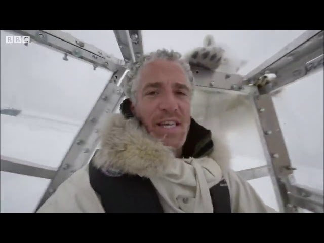 Wild Polar Bear Tries To Break In   BBC Earth
