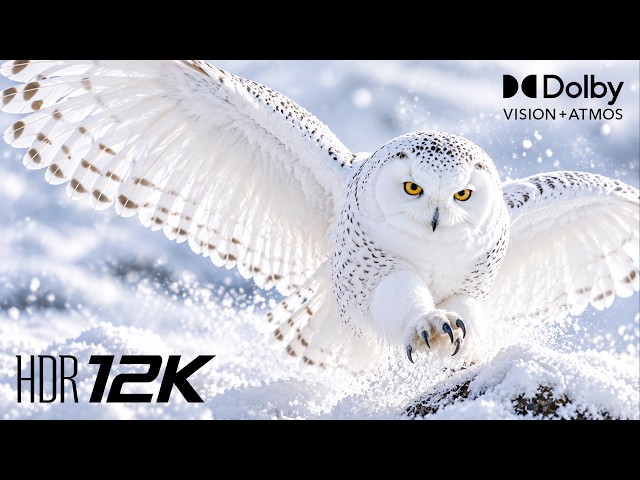 Beyond Reality OLED Demo HDR 8K 120FPS | Dolby Vision (4K/8K OLED TV) (4K • 8K Video ULTRA HD TV)