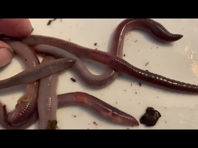 As I dug veg bed I was concerned huge worms might be invasive species