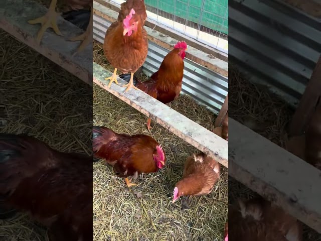 Egg collection on the farm  Mar14🥚#shorts #chicken #shortvideo #short #hen #egg #reels #farm