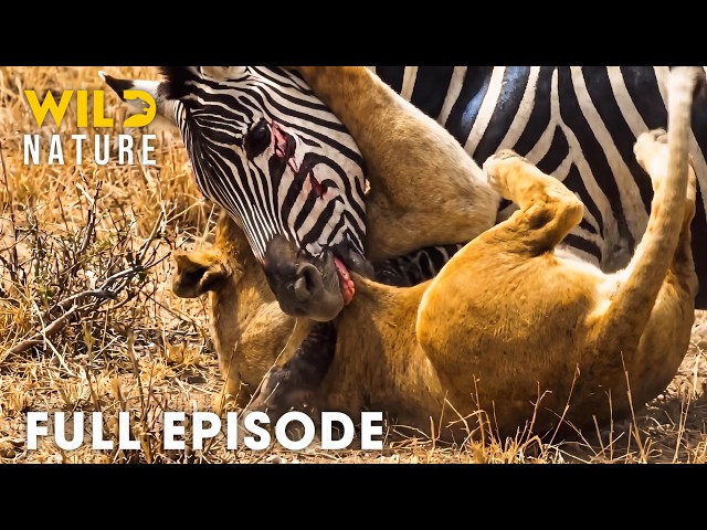 African Savannah | Prey Fight Back to the Death | FULL EPISODE | Wildlife Documentary