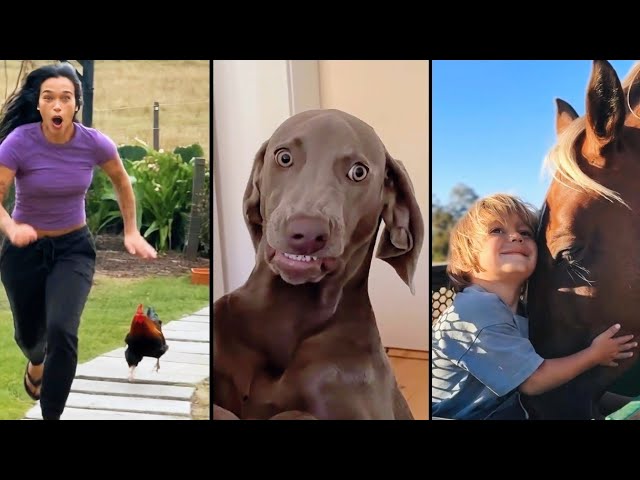 Funny ANIMALS videos 😂 Funniest CATS🐈 and DOGS🐕 2026