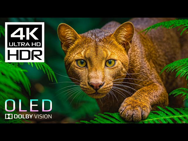 Ultimate OLED 4K HDR Test 🌎 Dolby Vision 120FPS | Stunning Wildlife