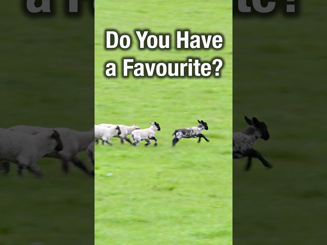 Favourite Animal to See in Scotland