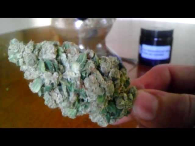 Green Lung Smoking Report-Kosher Kush OG 18 pheno