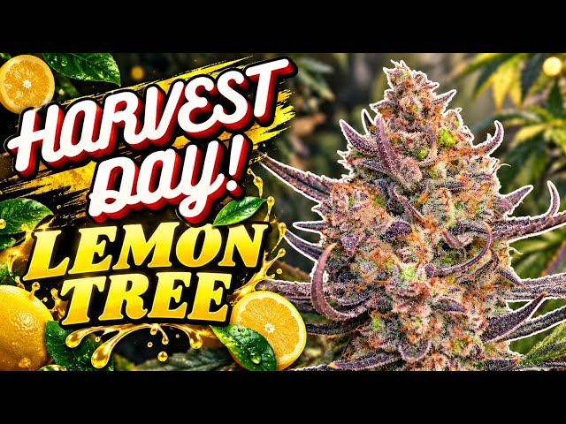 HARVEST DAY LEMON TREE FAST BUDS