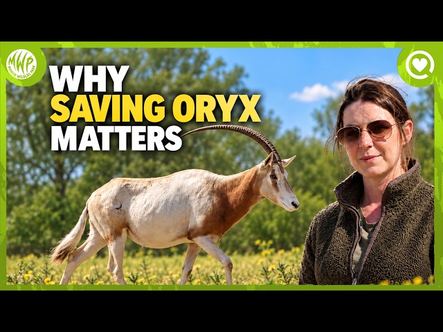 Why Saving Oryx Matters | Sarah’s Passion For Conservation