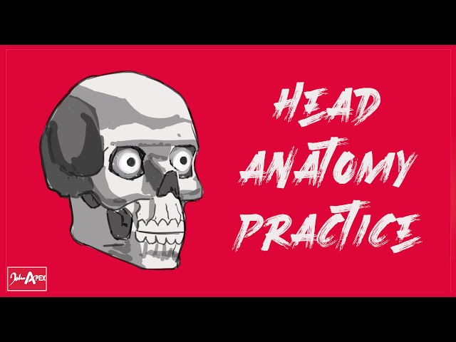Practicing the Anatomy of the head and skull for artists [An Anatomy drawing practice]