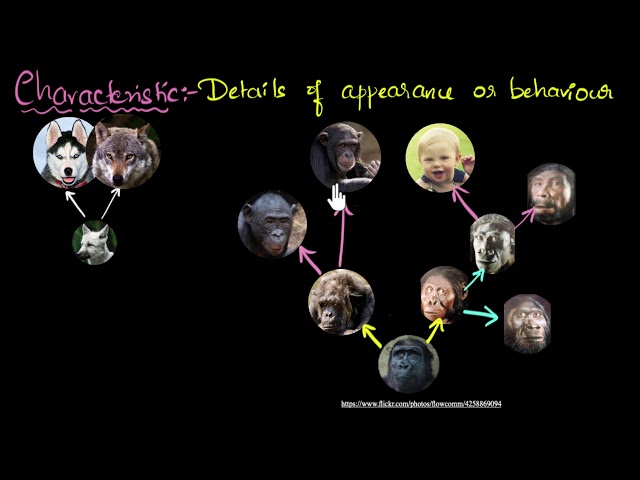 Evolution & classification link | Heredity & Evolution | Biology | Khan Academy