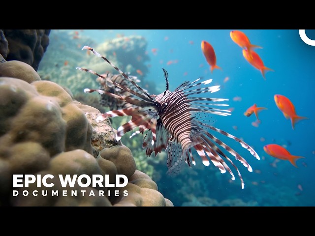 A Predator With Almost No Predators | Epic World Documentaries [4K]