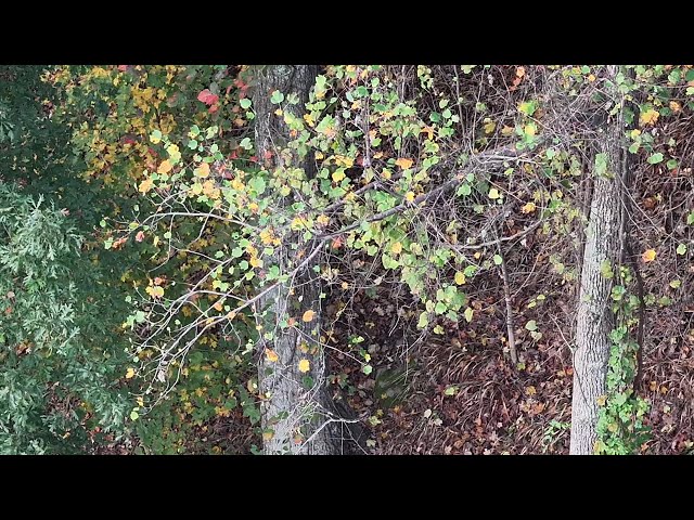 Cold Front has the deer up and moving!