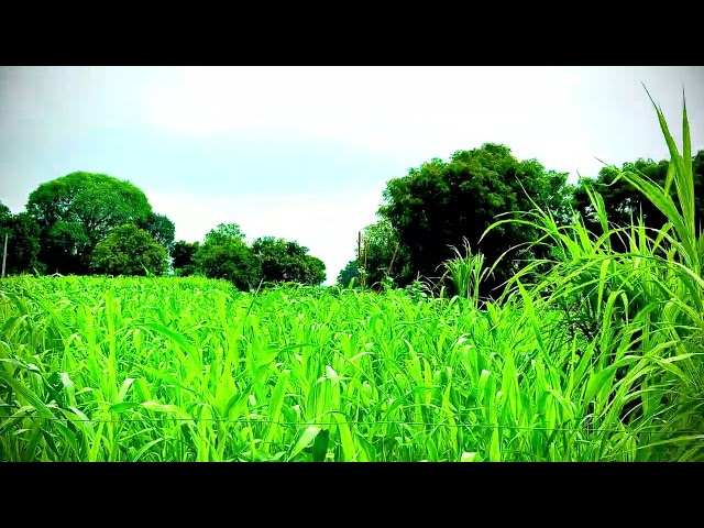 Free Village Nature Footage | Plants, Flowers & Fruits | Creative Commons Part - 3