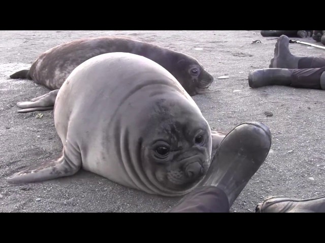 Elephant Seal Pup Encounter on South Georgia Island