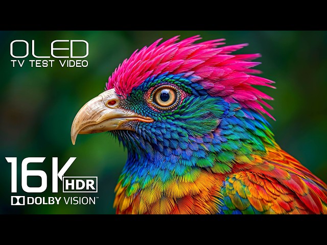 Ultimate Clarity OLED Display TEST | Dolby Vision 16K HDR 120fps for 8K Video/4K Video ULTRA HD TV