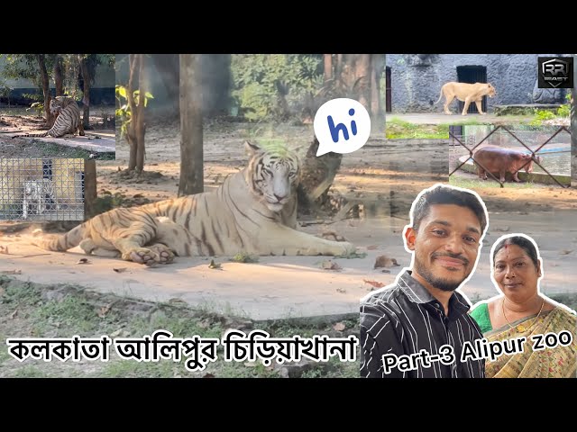 কলকাতা আলিপুর চিড়িয়াখানা Part-3 Tiger section 🐅