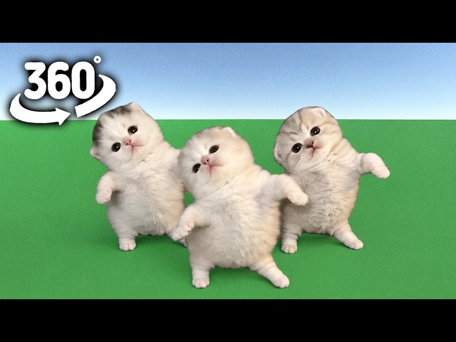 Find Hidden Three Cats Dancing ! | 360° VR Animation