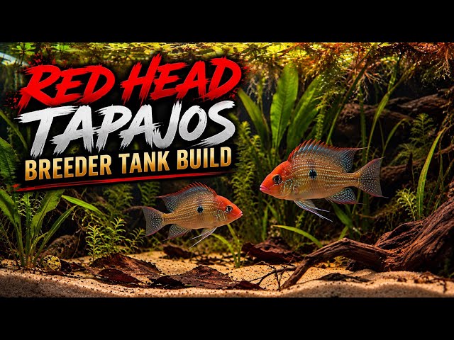 Red Head Tapajos Breeder Tank Build | Part 1 - Scape