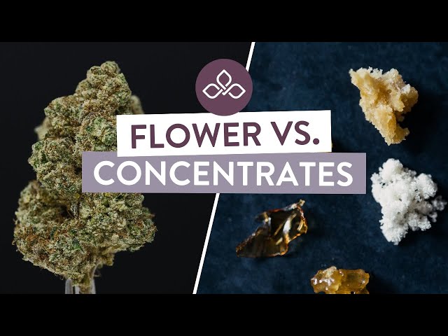 Cannabis Flower vs. Concentrates: What’s the Difference? | Central Ave Compassionate Care