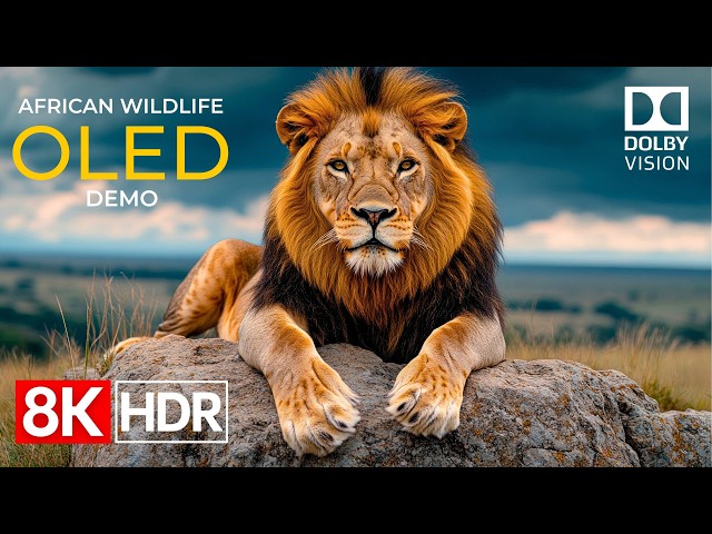 African Wildlife OLED Demo HDR 8K Ultra HD Dolby Vision™ 60fps
