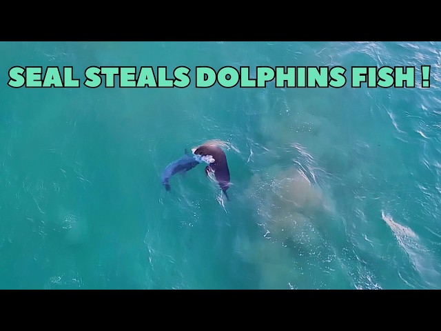 SEAL STEALS FISH OFF DOLPHIN!