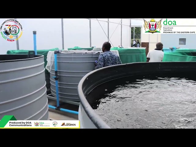 WATCH:  Director: Aquaculture Innovation and Technology Development Andrea Bernatzeder from DFFE 