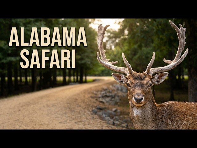 VR 360° Drive‑Through Safari | Alabama Safari Park Animals Up Close