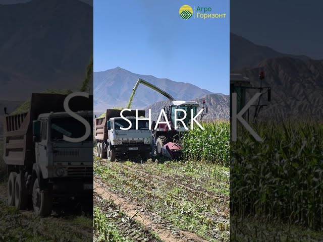 Уборка на силос | Гибрид: SHARK (ФАО 270) | c. Тендик, Кочкорский р-н | #агрогоризонт #greenlifeseed