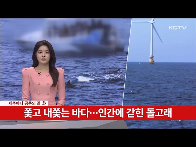 [Dolphin Part 2] A Sea of Pursuit and Displacement… Dolphins Trapped by Humans