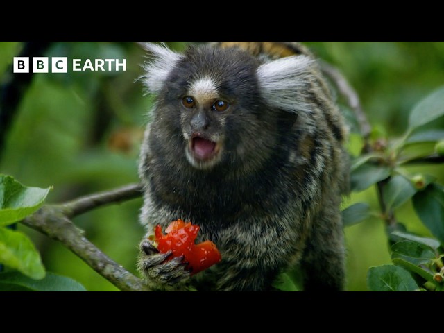 What Does Colour Blindness Mean for Survival? | BBC Earth Science