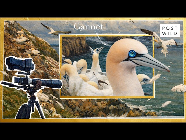Summer Gannet Colony (ASMR Seabird Colony) | POST WILD