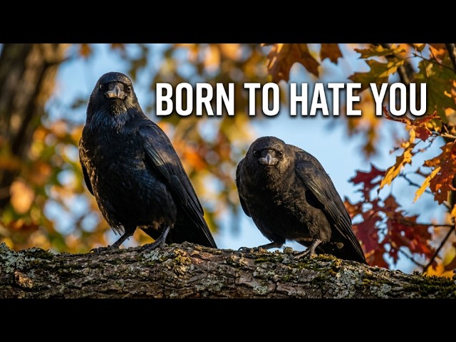 How Crows Build Enemy Lists That Outlast Generations