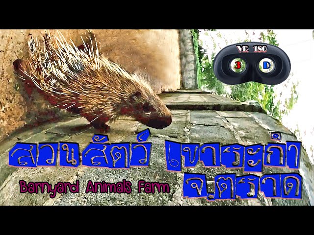 เยี่ยมชม ฟาร์มสัตว์  เรือนจำชั่วคราว เขาระกำ จ.ตราด  Barnyard Animals,Trat 180 VR 3D