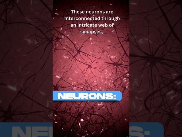 What Are Neurons and How Do They Work? #neurons #nervoussystem #brain