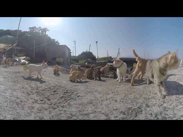 Japanese Cat Island 360 video (7 GoPro Hero 4 Black + MewPro Bastet)