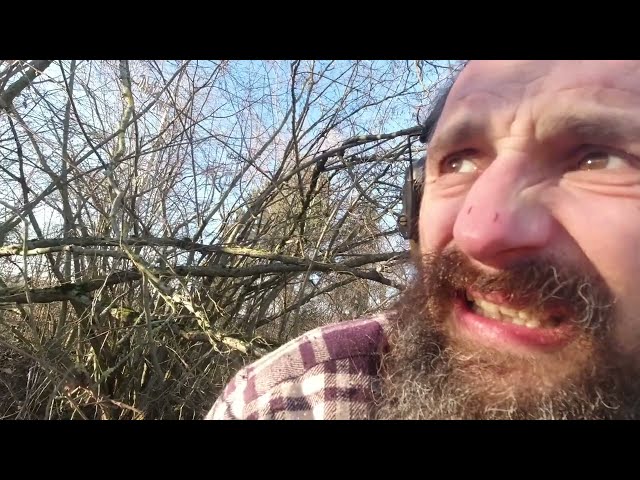 Der Baum und die Weide