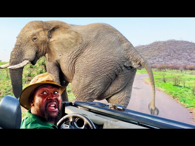 THIS IS WHY YOU DON'T MESS WITH WILD ANIMALS | Funny Animal Videos