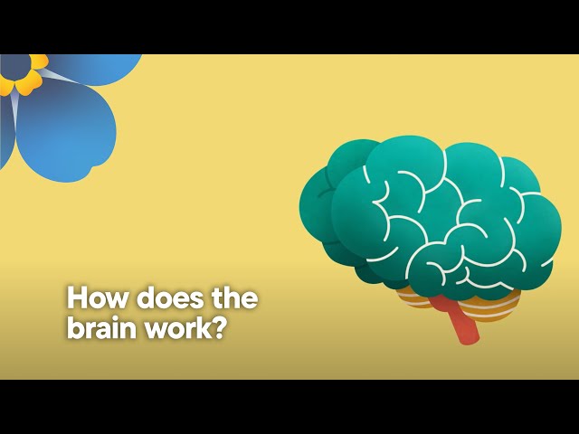 How does the brain work?