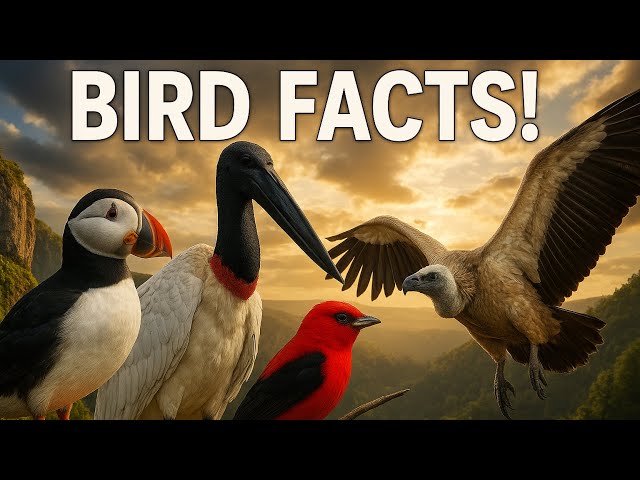 INSANE AND INCREDIBLE FACTS ABOUT THESE BIRDS THAT WILL LEAVE YOU SPEECHLESS!