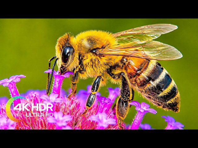 Honey Bees in 4K Ultra HD (No Ads) | 1 Hour Relaxing Music for Stress Relief & Inner Peace