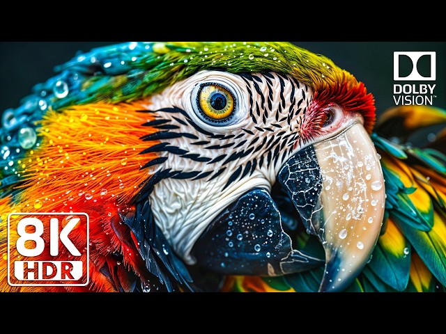 Ultimate Visual Clarity | 16K HDR 240FPS Dolby Vision | 8K OLED/QLED TV