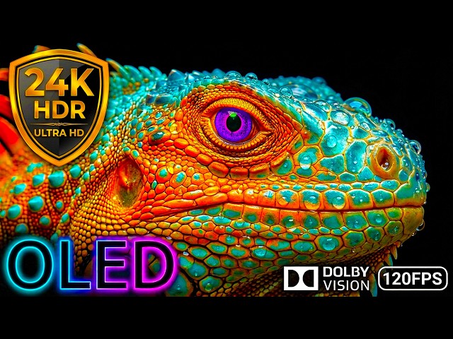 Real Animals 24K HDR 120FPS Dolby Vision OLED Test 8K/4K