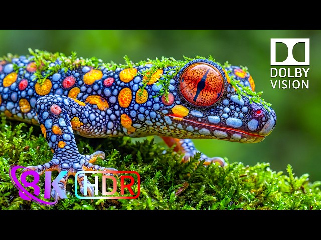 Test Your Display's Limits: 8K HDR 120fps Nature | Dolby Vision Showcase