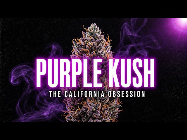 Purple Kush: The California Strain That Started the Purple Obsession
