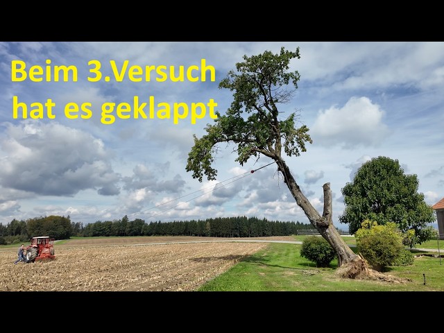 Beim 3.Versuch ging der Baum zu Boden