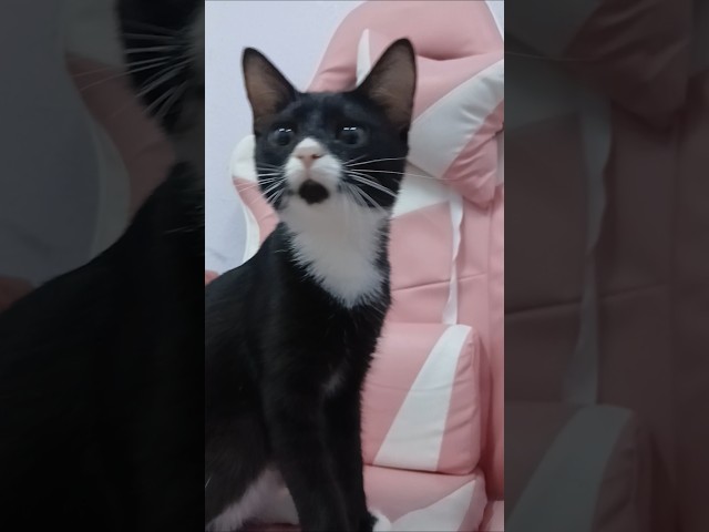 #cute#kitten#cute#c