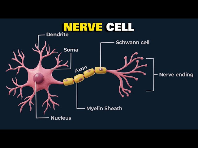 Neuron Structure and Function: Types & Nerve Impulse Explained in 3D