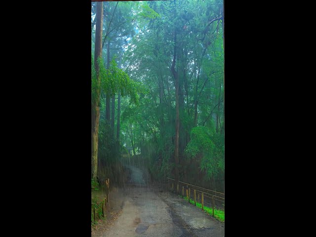 gentlerain,rain sounds for sleeping,sleep in the rain,rain video, relax