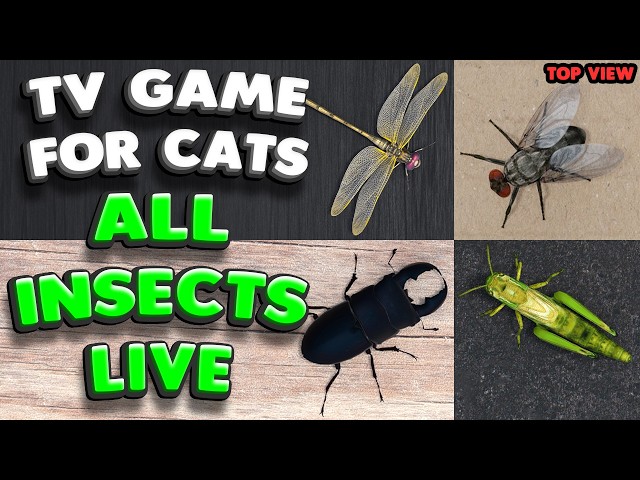 Cat TV | ALL Insects 4K LIVE (Top view) 60FPS | New every 3 min