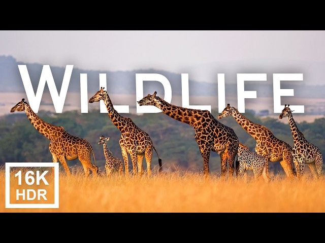 16K Video | Wildlife in 16K HDR SUPER ULTRA HD | 240 FPS
